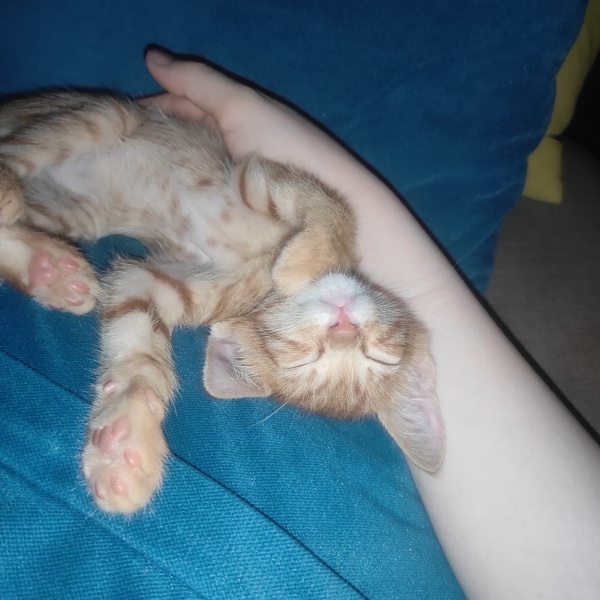 Sarman, Kedi  Fındık fotoğrafı
