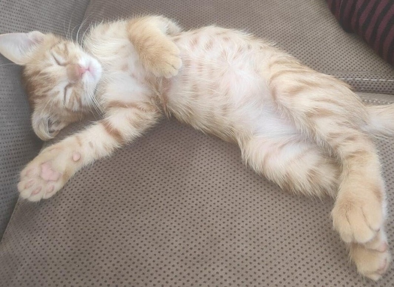 Sarman, Kedi  Fındık fotoğrafı