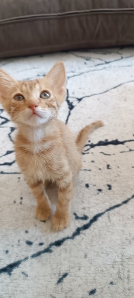 Sarman, Kedi  Fındık fotoğrafı