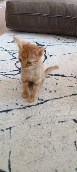 Sarman, Kedi  Fındık fotoğrafı