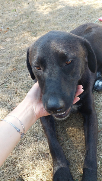 Labrador Retriever, Köpek  İsmi yok fotoğrafı
