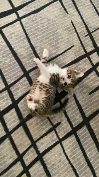 Tekir Kedi, Kedi  patisel fotoğrafı