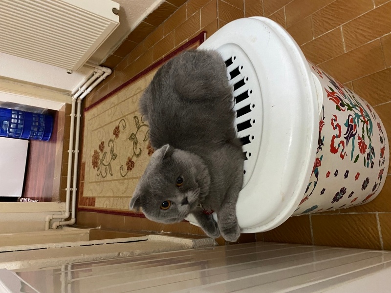 Scottish Fold, Kedi  reo fotoğrafı
