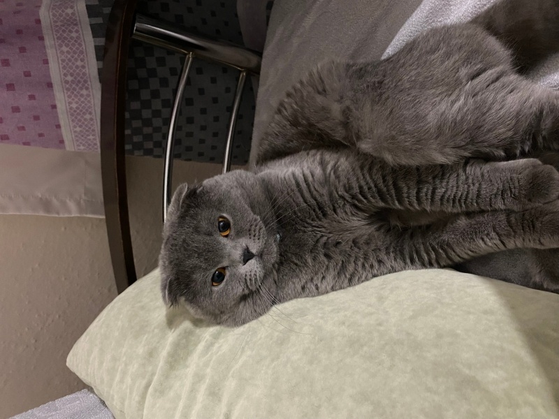 Scottish Fold, Kedi  reo fotoğrafı