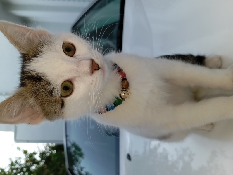 Tekir Kedi, Kedi  Boncuk fotoğrafı