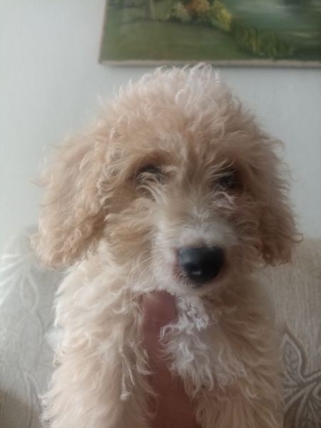 Poodle(Standart Kaniş), Köpek  Daisy fotoğrafı