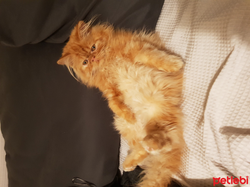 İran Kedisi (Persian), Kedi  bambam fotoğrafı