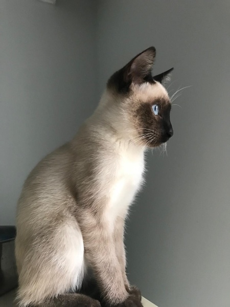 Siyam Kedisi, Kedi  Hero fotoğrafı