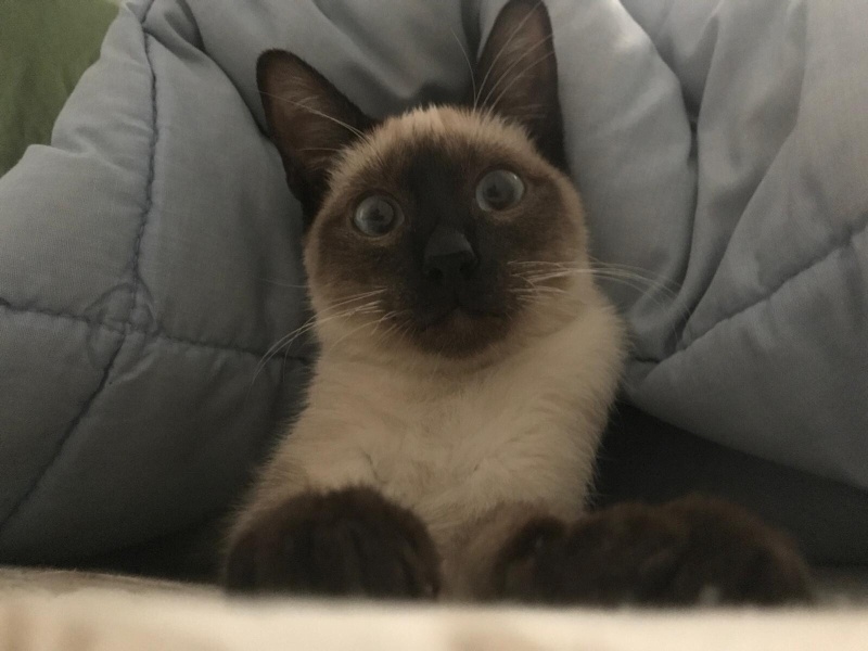 Siyam Kedisi, Kedi  Hero fotoğrafı
