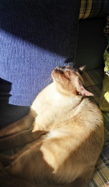 Siyam Kedisi, Kedi  Hero fotoğrafı