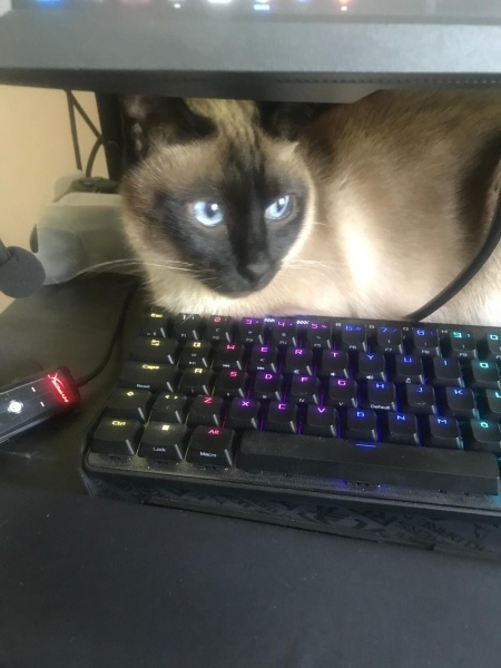 Siyam Kedisi, Kedi  Hero fotoğrafı