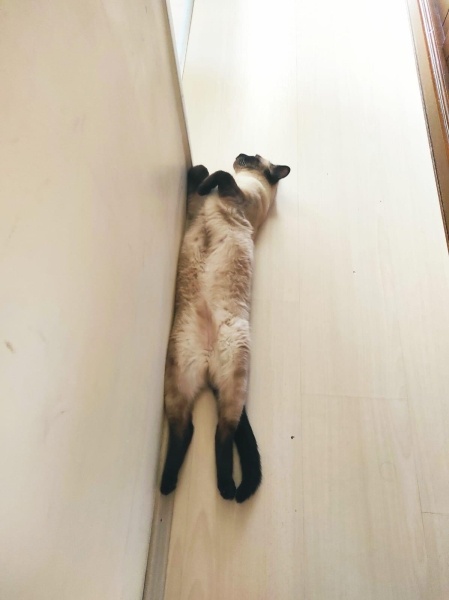 Siyam Kedisi, Kedi  Hero fotoğrafı