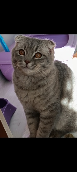 Scottish Fold, Kedi  Serif fotoğrafı