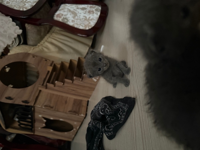 British Longhair, Kedi  Daha koymadım fotoğrafı