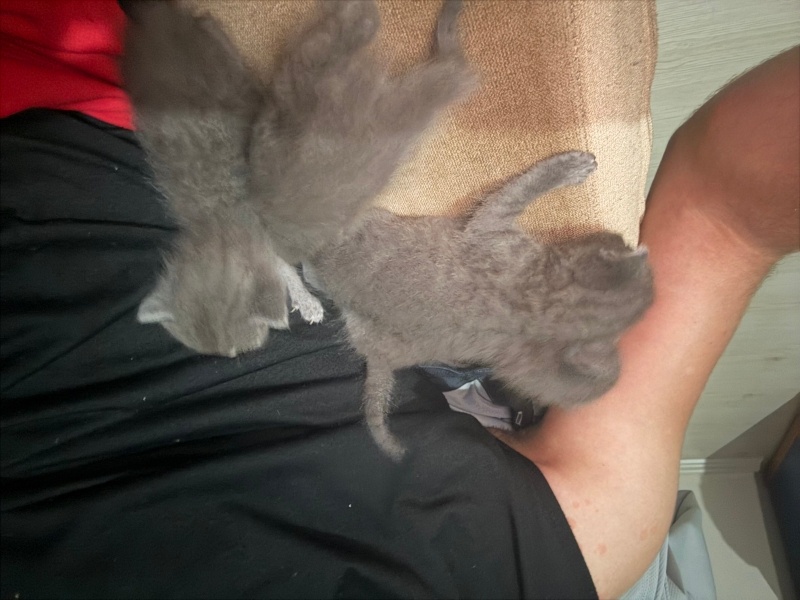 British Longhair, Kedi  Daha koymadım fotoğrafı
