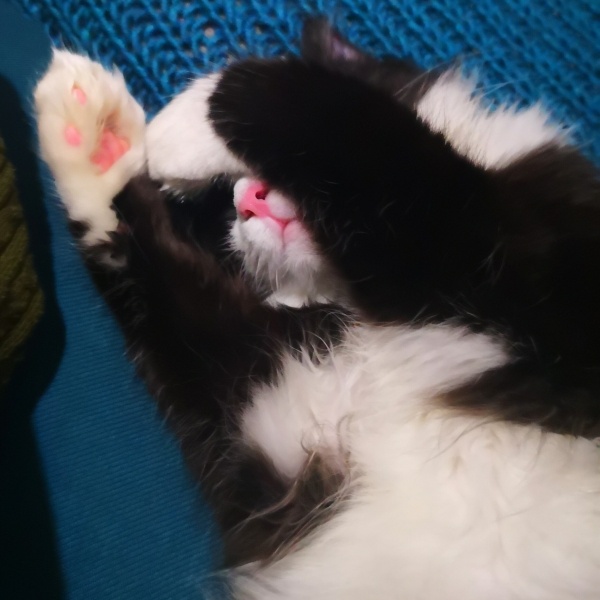 Soke, Kedi  Patikli fotoğrafı