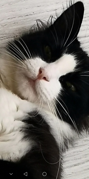 Soke, Kedi  Patikli fotoğrafı