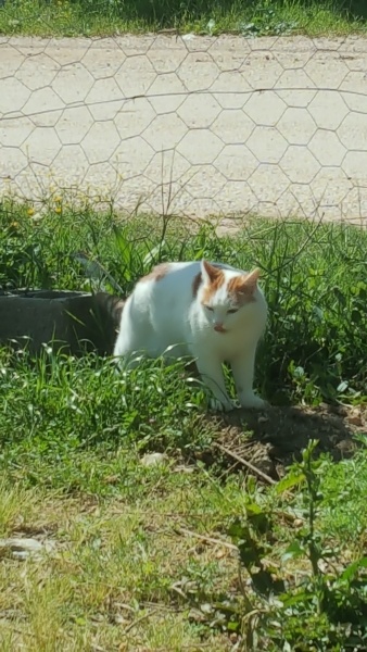 Tekir Kedi, Kedi  Çavuş fotoğrafı