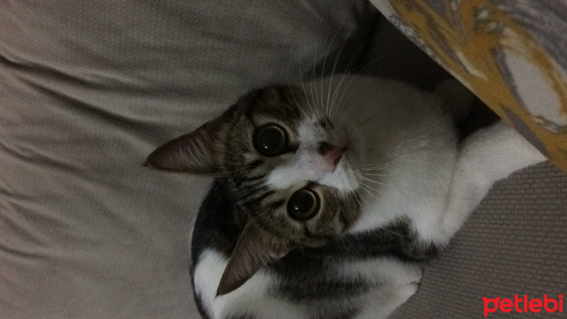 Tekir Kedi, Kedi  Pamuk fotoğrafı