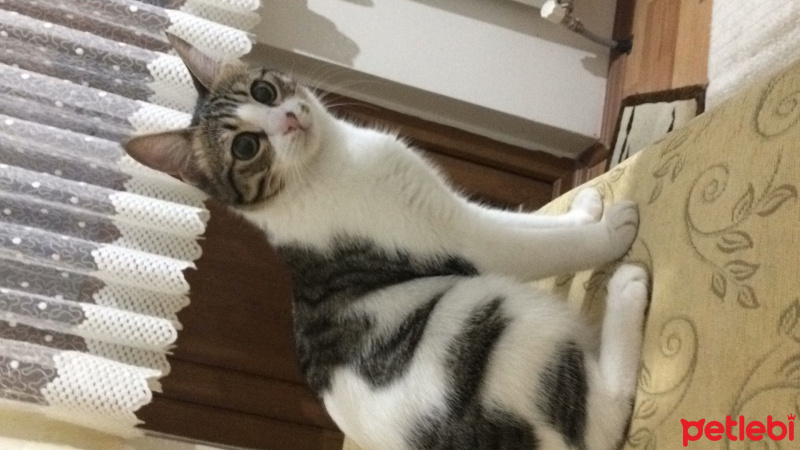 Tekir Kedi, Kedi  Pamuk fotoğrafı