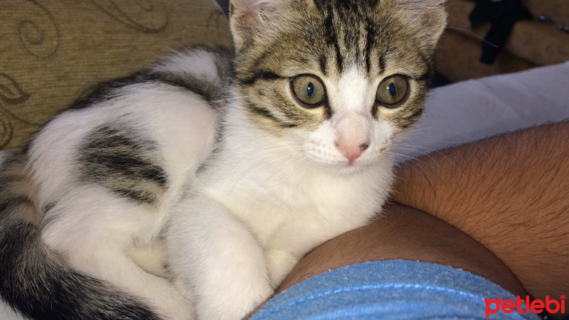 Tekir Kedi, Kedi  Pamuk fotoğrafı