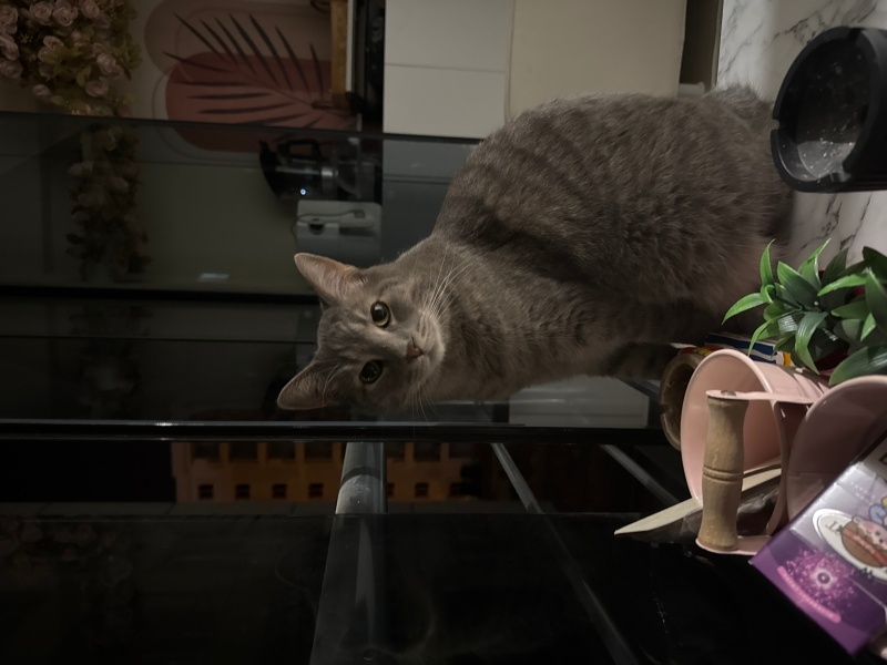 Tekir Kedi, Kedi  Odin fotoğrafı