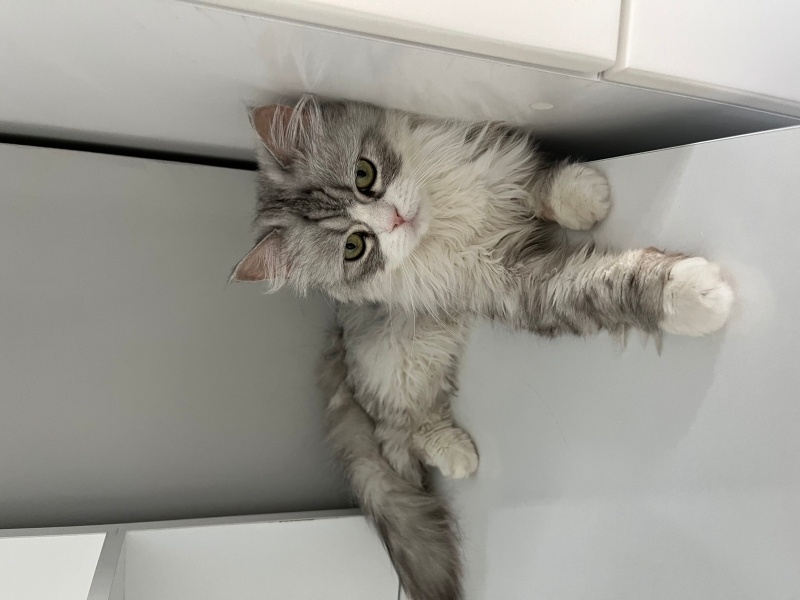 Chinchilla, Kedi  Luka fotoğrafı