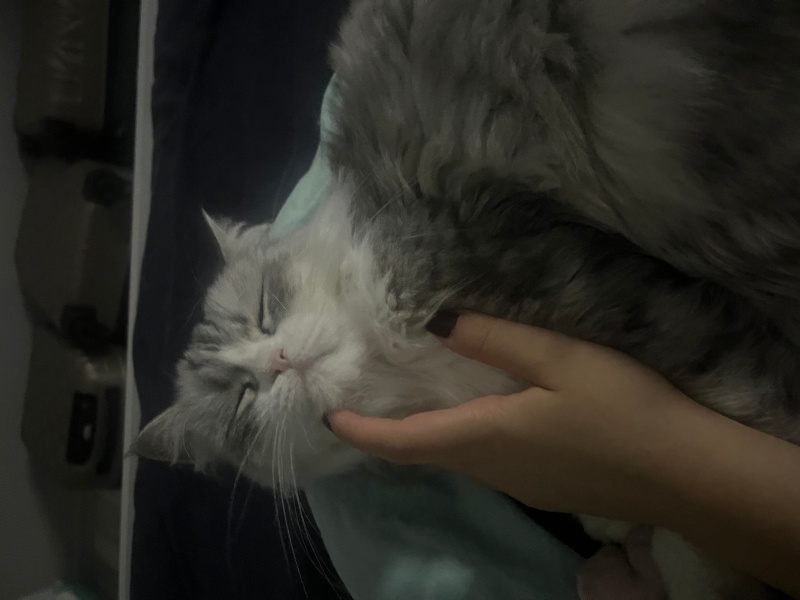 Chinchilla, Kedi  Luka fotoğrafı