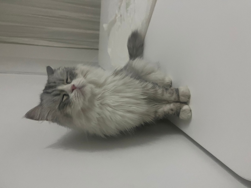 Chinchilla, Kedi  Luka fotoğrafı