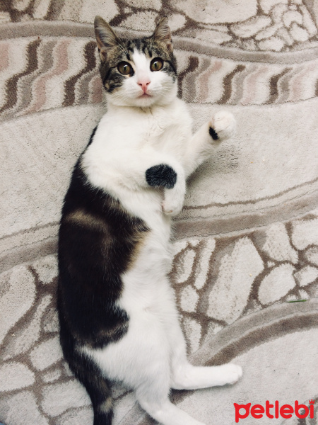 Tekir Kedi, Kedi  Bobby fotoğrafı