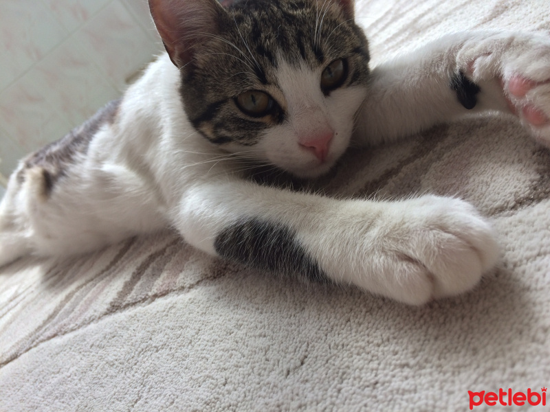 Tekir Kedi, Kedi  Bobby fotoğrafı