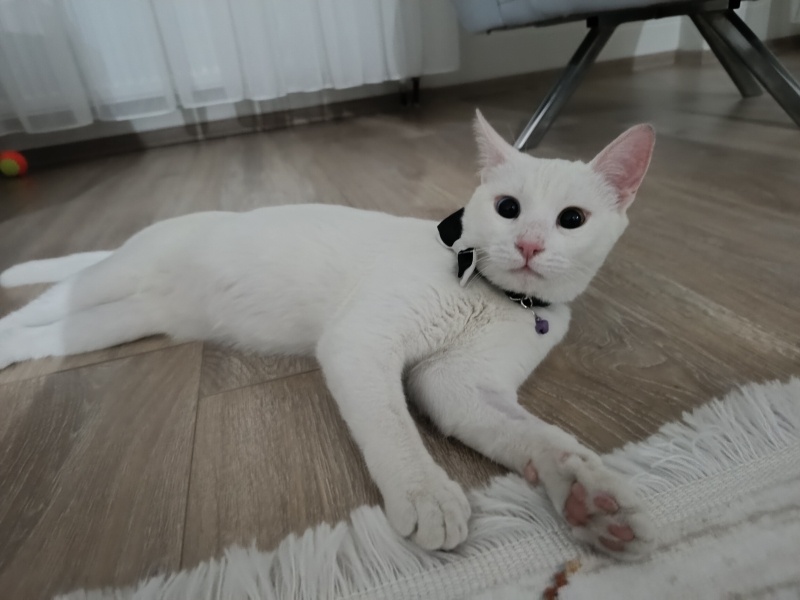 Van Kedisi, Kedi  Potter fotoğrafı