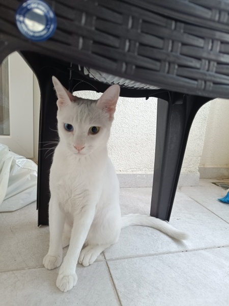 Van Kedisi, Kedi  Potter fotoğrafı