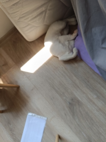 Van Kedisi, Kedi  Potter fotoğrafı