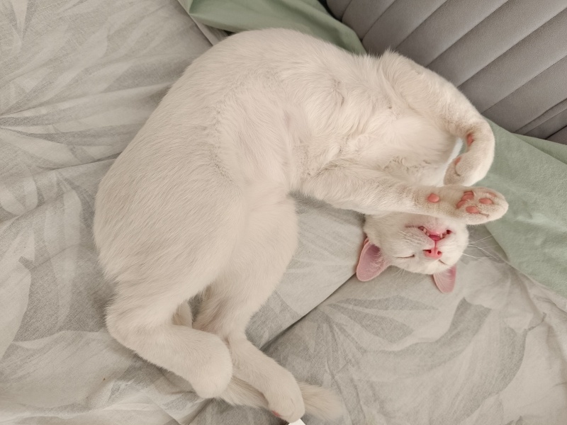 Van Kedisi, Kedi  Potter fotoğrafı