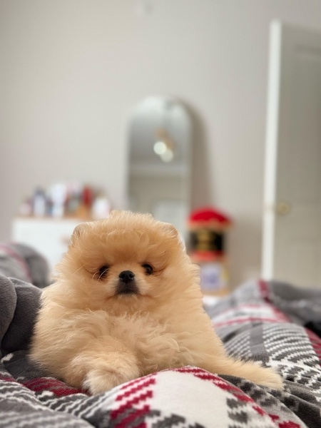 Pomeranyalı, Köpek  Max fotoğrafı