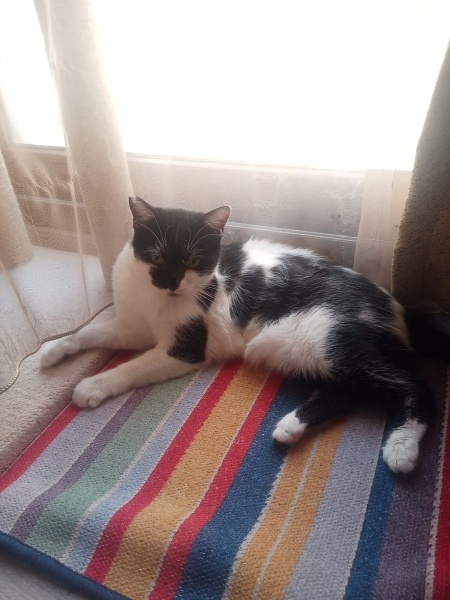 Tuxedo (Smokin) Kedi, Kedi  Gedson Oreo fotoğrafı