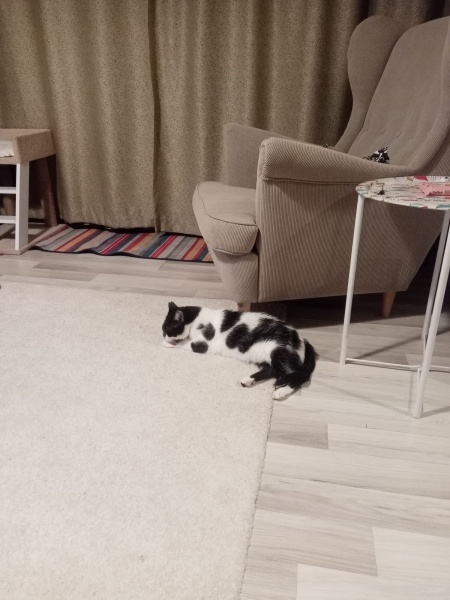 Tuxedo (Smokin) Kedi, Kedi  Gedson Oreo fotoğrafı
