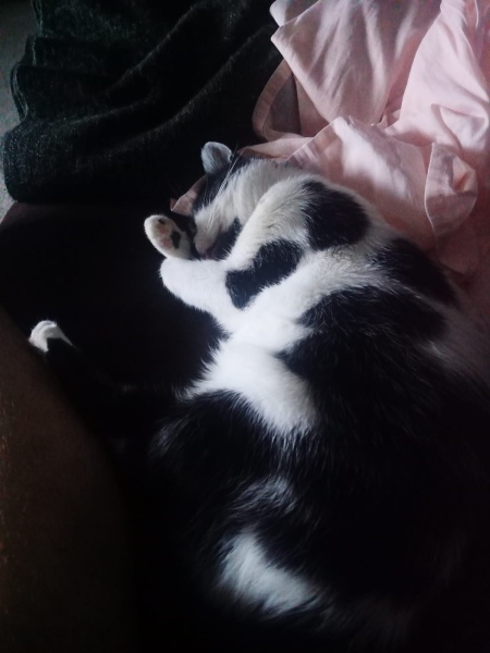 Tuxedo (Smokin) Kedi, Kedi  Gedson Oreo fotoğrafı