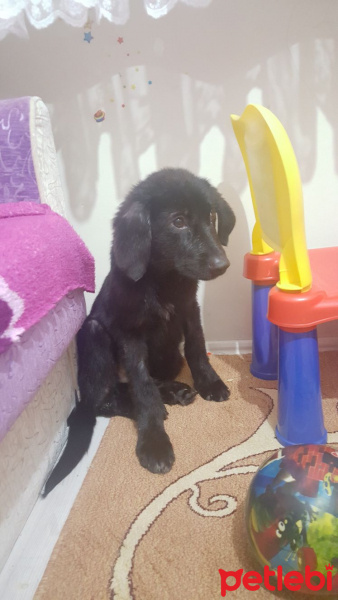 Labrador Retriever, Köpek  arap fotoğrafı