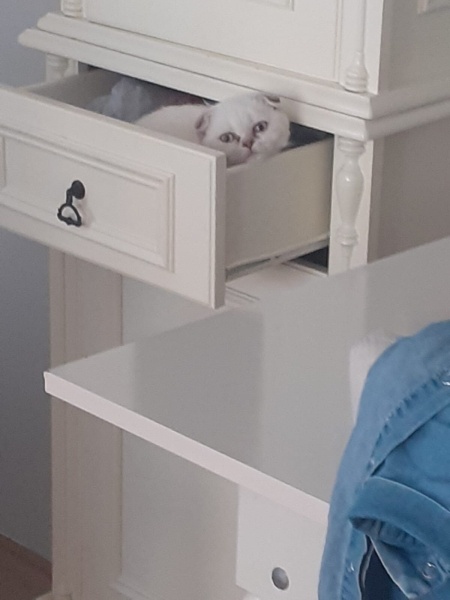 Scottish Fold, Kedi  Monica fotoğrafı