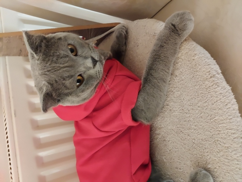 British Shorthair, Kedi  Duman fotoğrafı