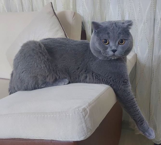 British Shorthair, Kedi  Duman fotoğrafı