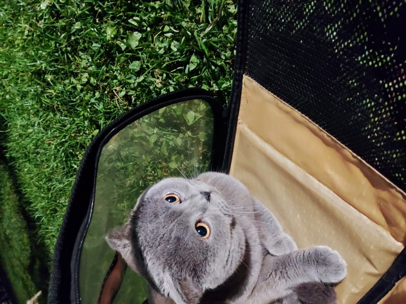 British Shorthair, Kedi  Duman fotoğrafı