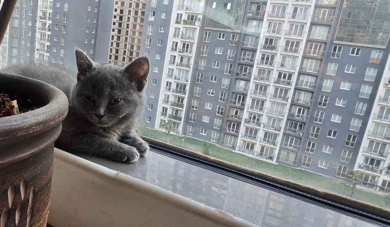 British Shorthair, Kedi  Mia fotoğrafı