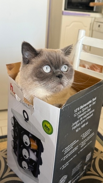 British Shorthair, Kedi  Mişon fotoğrafı