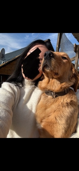Golden Retriever, Köpek  Linda fotoğrafı