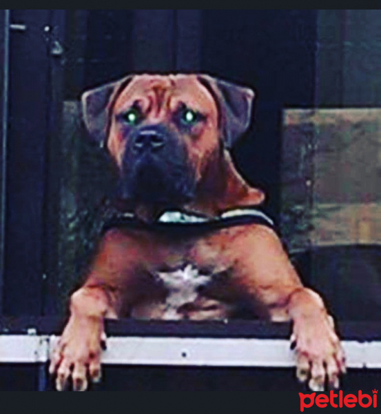 Presa Canario, Köpek  ALF fotoğrafı