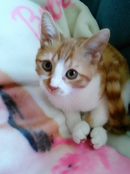 Sarman, Kedi  Limon fotoğrafı