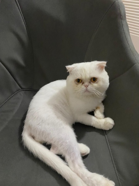 İran Kedisi (Persian), Kedi  bulut fotoğrafı
